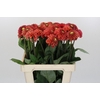 Dahlia Orange Fox
