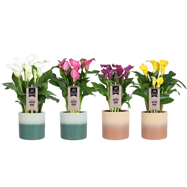 <h4>Zantedeschia gemengd Calla mix in Dubai keramiek</h4>