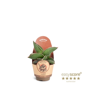 SANSEVIERIA EHRENBERGII