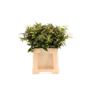 Leucothoe Groen/bont