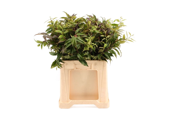 <h4>Leucothoe Bont 60cm</h4>