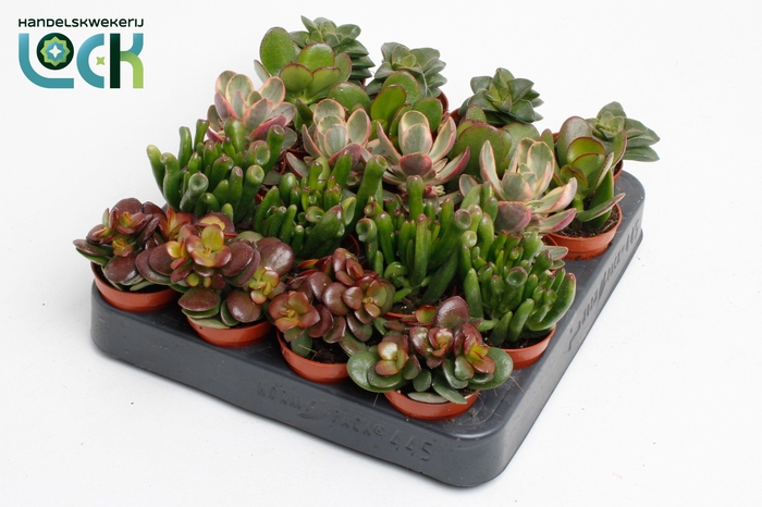 <h4>Crassula Mix</h4>