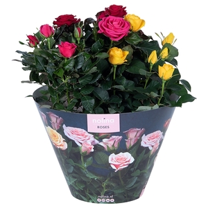 Rosa Patio-Hit gemengd