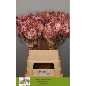 SYR HY MAIDENS BLUSH