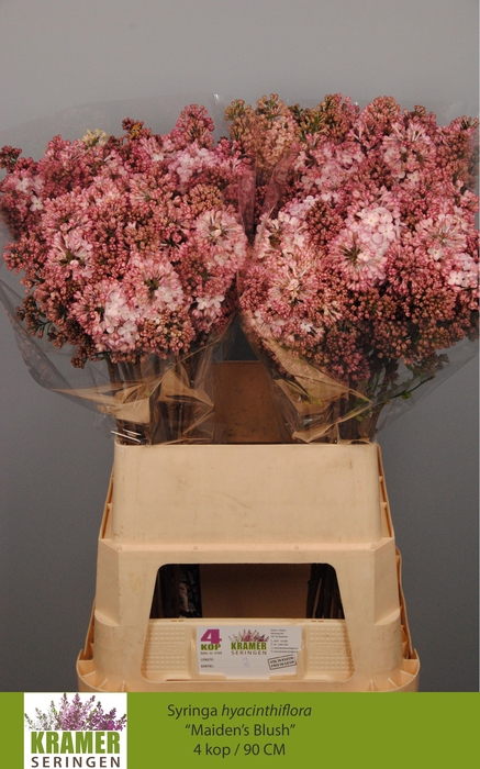 <h4>SYR HY MAIDENS BLUSH</h4>