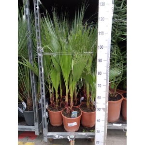 Washingtonia filifera