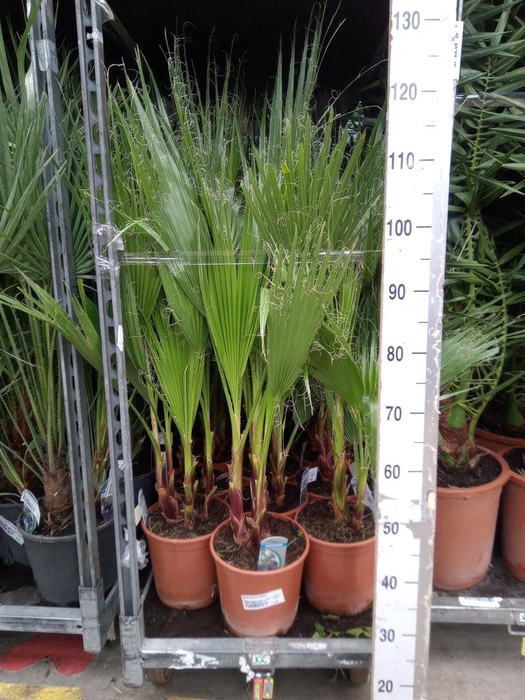 <h4>Washingtonia filifera</h4>