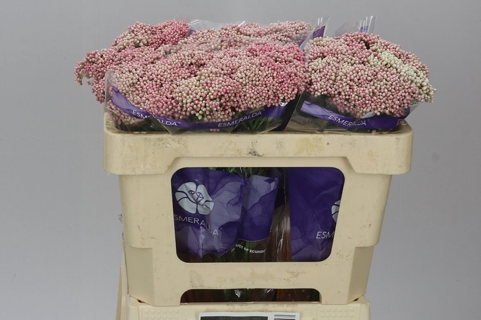 <h4>Ozothamus Cooks Tall Pink</h4>