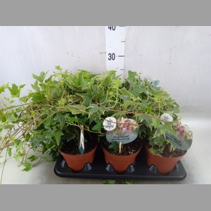 Hedera   ...mix