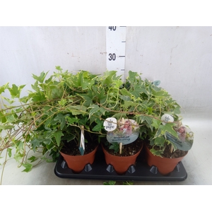 Hedera   ...mix