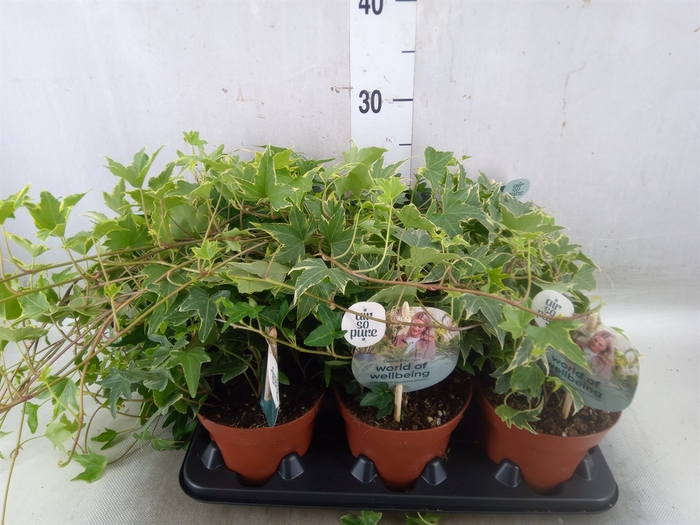 <h4>Hedera   ...mix</h4>