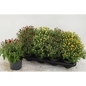 CHRYS GARDEN MUMS GM