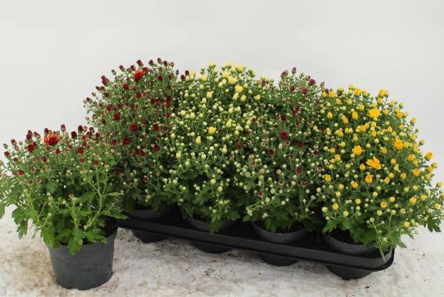 <h4>CHRYS GARDEN MUMS GM</h4>