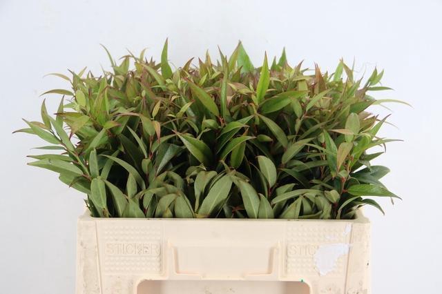 <h4>LEUCOTHOE WALTERI ROOD 050CM</h4>