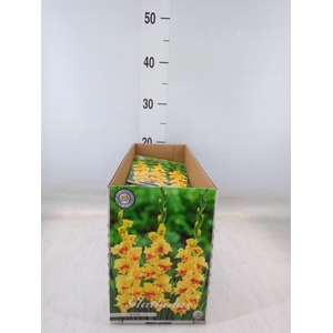 Gladiolus   ...flowerbulbs