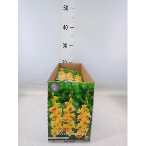 Gladiolus   ...flowerbulbs