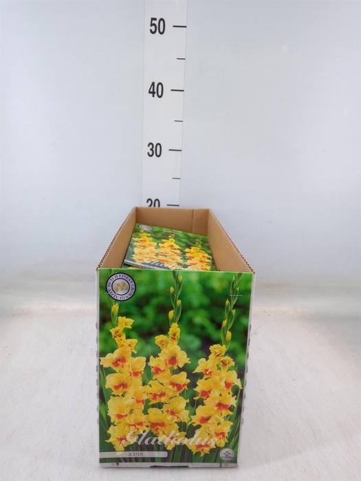 <h4>Gladiolus   ...flowerbulbs</h4>