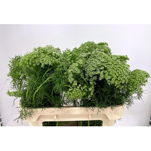 AMMI VISNAGA