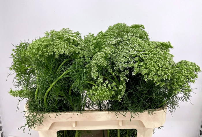 <h4>AMMI VISNAGA</h4>