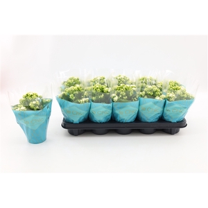 Kalanchoe Double, Le Chic White