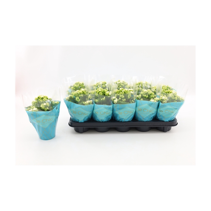 <h4>Kalanchoe Double, Le Chic White</h4>