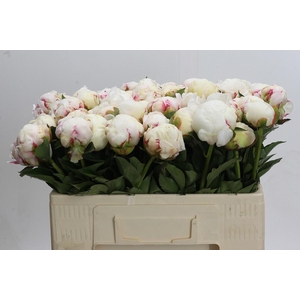 Paeonia Mary E. Nicholls