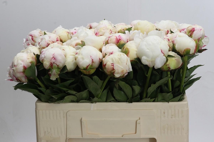 <h4>Paeonia Mary E. Nicholls</h4>