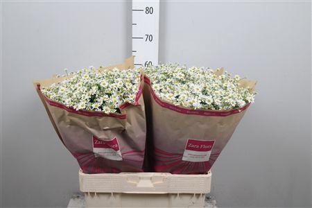 <h4>Tana Pa Cameron</h4>