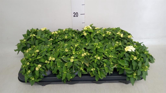 <h4>Lantana camara ...</h4>