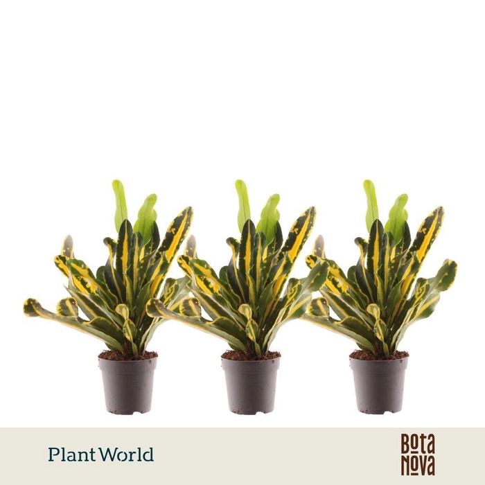 <h4>Croton Mammi Yellow kopstek 7 cm</h4>