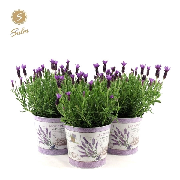 Lavandula st. 'Anouk'® Collection P19 in Zinc Lavender