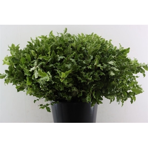 Pitto Groen 52cm P Stem