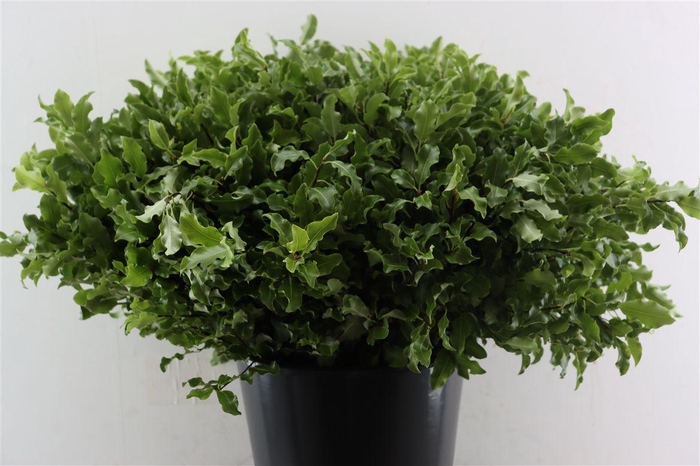 <h4>Pitto Groen 52cm P Stem</h4>