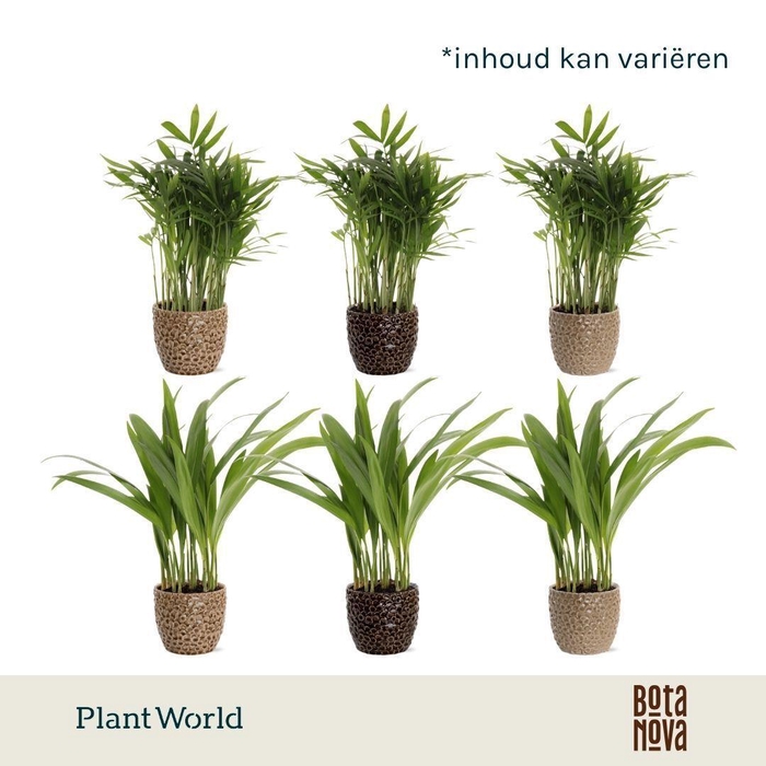 <h4>Palmen mix in Lizzy keramiek</h4>