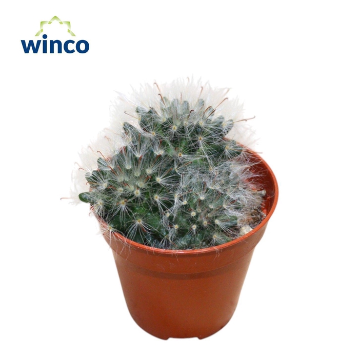 <h4>Mammillaria Bocasana</h4>