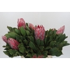 Protea Cynaroides Claire