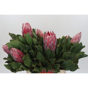 Protea Cynaroides Claire