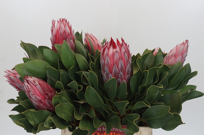 Protea Cynaroides Claire