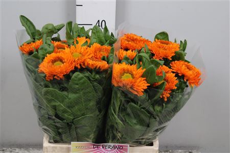 <h4>Calendula Orange Spot</h4>