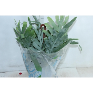 PHLEBODIUM BLUE STAR C21
