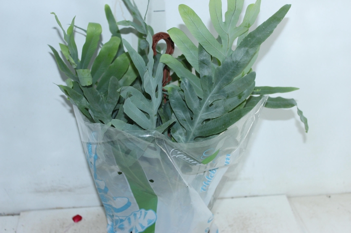 <h4>PHLEBODIUM BLUE STAR C21</h4>