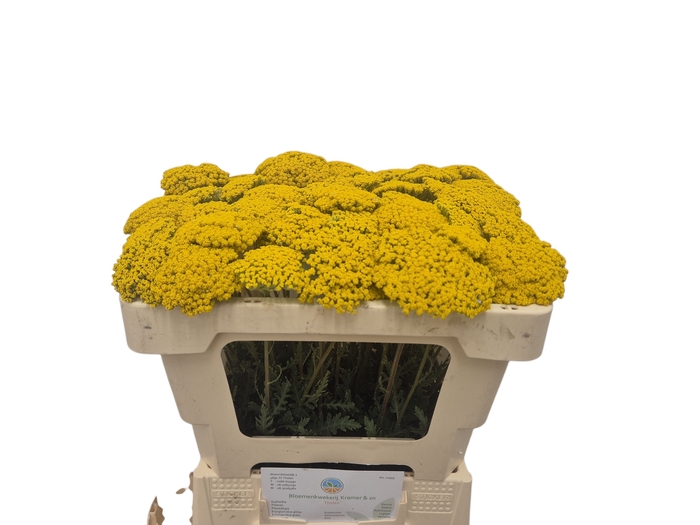 <h4>ACHIL F PARK VARIETY</h4>