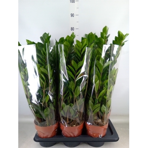 Zamioculcas zamiifolia