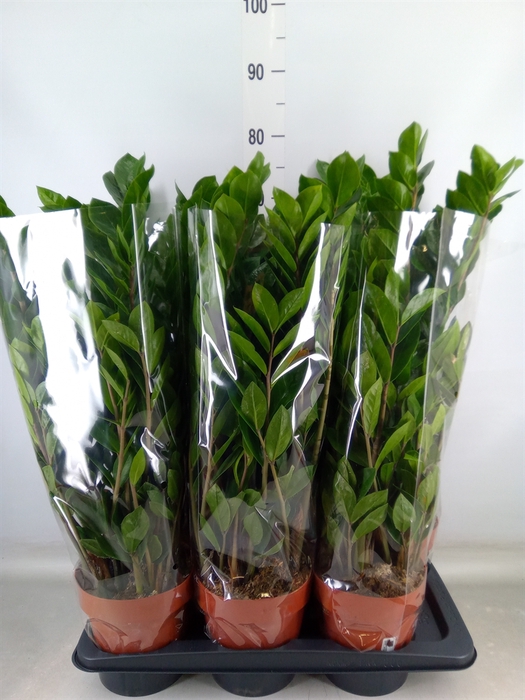 <h4>Zamioculcas zamiifolia</h4>