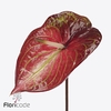 Anthurium caribean