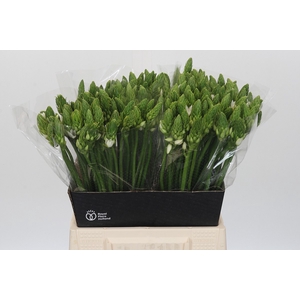 Ornithogalum Mount Fuji