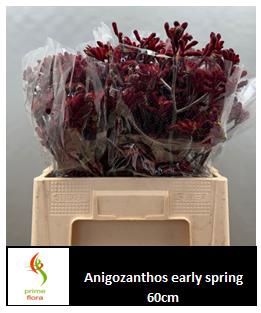 <h4>ANIGOZ EARLY SPRING</h4>