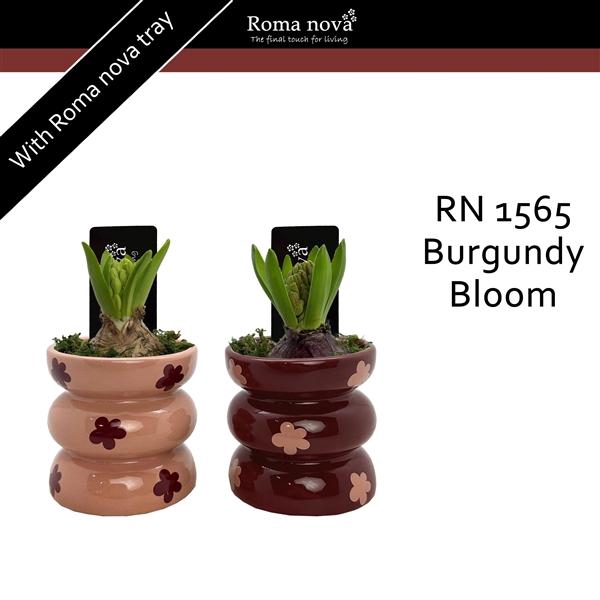 <h4>Arrangementen Hyacinthus 6%</h4>