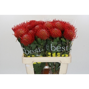 Nutans Ayoba Red