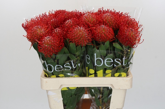 <h4>Nutans Ayoba Red</h4>